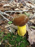 Boletus auripes image