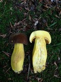 Boletus auripes image