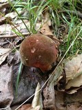 Boletus luridiformis image