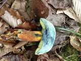 Boletus luridiformis image