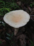 Lactarius volemus var. flavus image