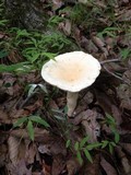 Lactarius volemus var. flavus image
