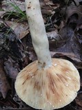Lactarius volemus var. flavus image