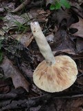 Lactarius volemus var. flavus image