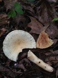Lactarius volemus var. flavus image