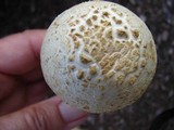Amanita ravenelii image
