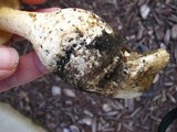Amanita ravenelii image