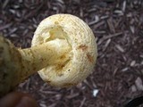 Amanita ravenelii image