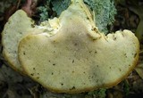 Trametes pubescens image