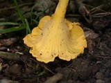 Cantharellus lateritius image