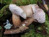 Tylopilus felleus image