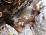 Tylopilus felleus image