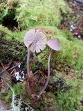 Mycena alcalina image