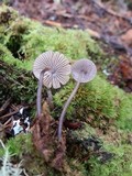 Mycena alcalina image