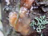 Myxarium nucleatum image