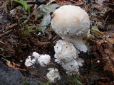 Hypomyces hyalinus image
