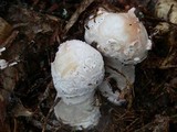 Hypomyces hyalinus image