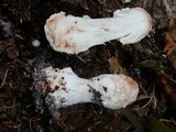 Hypomyces hyalinus image