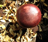 Gymnopilus luteofolius image
