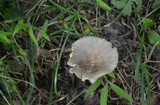 Amanita farinosa image