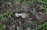 Amanita farinosa image