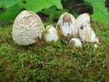 Coprinopsis variegata image