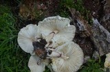 Leucoagaricus americanus image