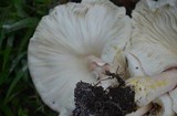 Leucoagaricus americanus image