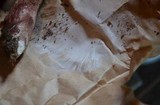 Leucoagaricus americanus image