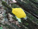 Fuligo septica image
