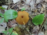 Entoloma formosum image