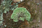 Menegazzia subsimilis image