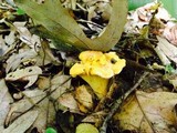 Cantharellus lateritius image