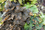 Pseudocyphellaria perpetua image