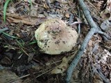 Russula veternosa image