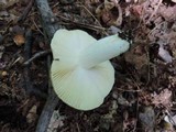 Russula veternosa image