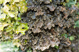Pseudocyphellaria perpetua image