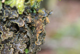 Pseudocyphellaria perpetua image