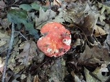 Russula flavisiccans image