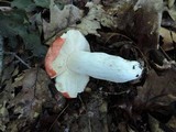 Russula flavisiccans image