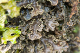 Pseudocyphellaria perpetua image