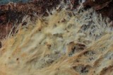 Phanerochaete calotricha image