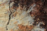 Phanerochaete calotricha image