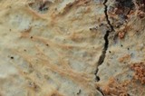 Phanerochaete calotricha image