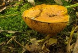 Paragyrodon sphaerosporus image