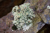 Stereocaulon dactylophyllum image
