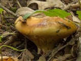 Paragyrodon sphaerosporus image