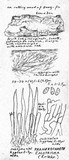 Phanerochaete calotricha image