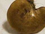 Boletinellus merulioides image