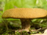 Boletinellus merulioides image